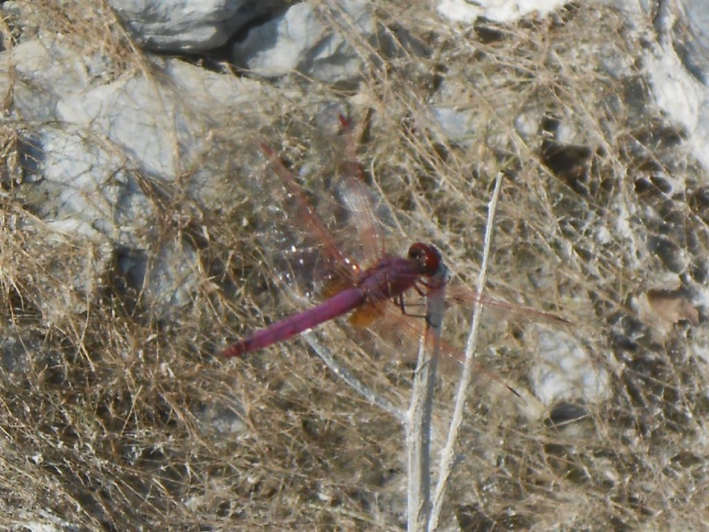 Trithemis annulata ad Albenga